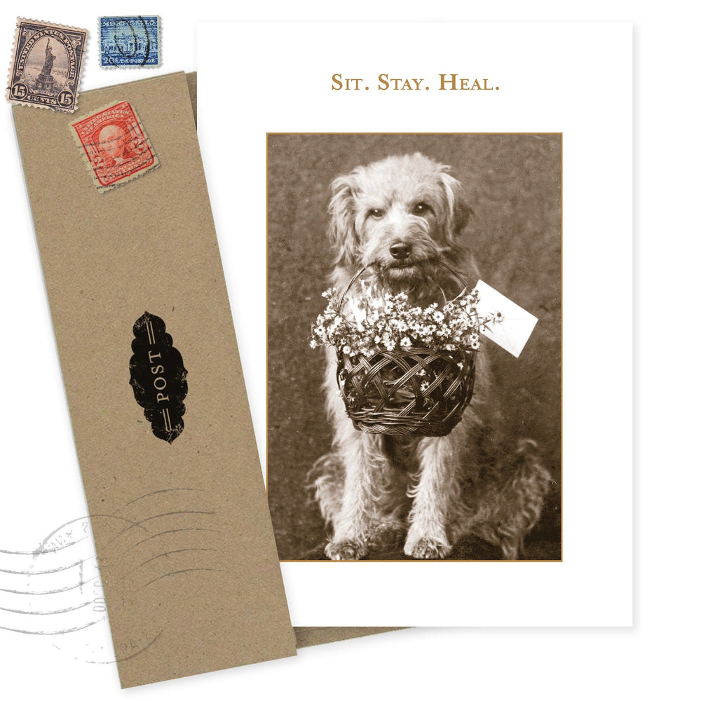 Sit Stay Heal greeting card featuring vintage dog photo with flower basket and postal elements