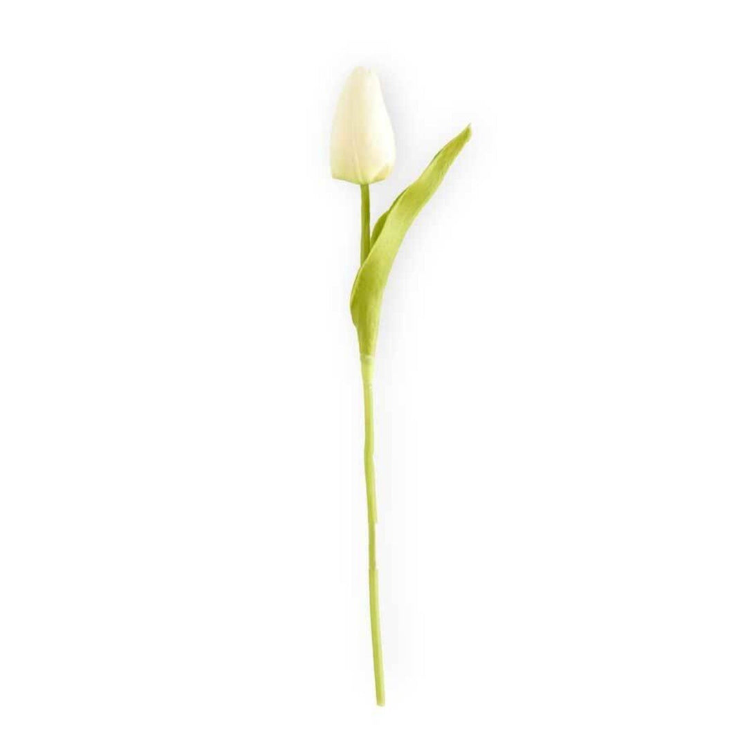 Single white tulip stem with green leaves and long stem against white background